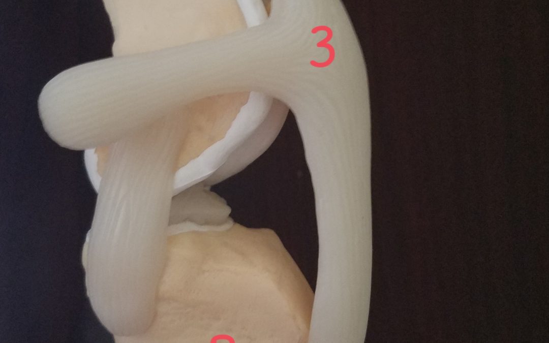 Knee Health – Prt III