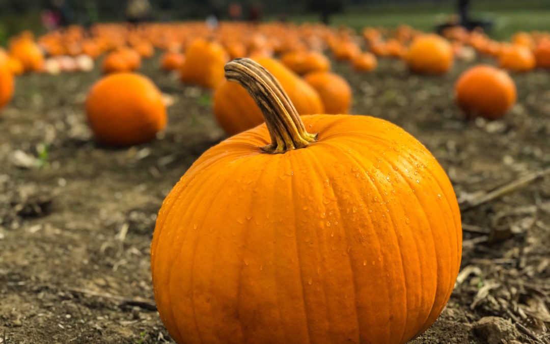 Pumpkin ALL The Things